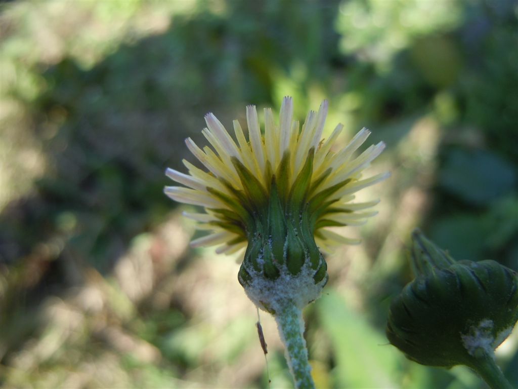 Pianta sul lago D''Averno - Sonchus cfr. tenerrimus